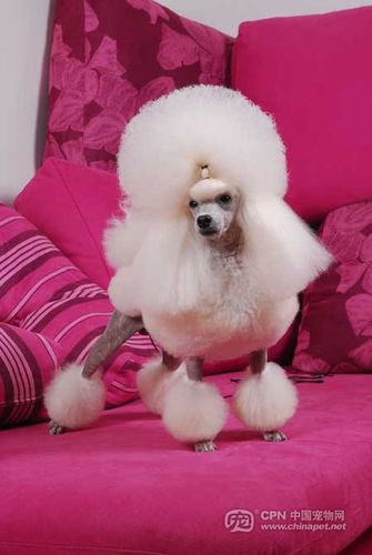 贵宾犬的欧洲大陆装