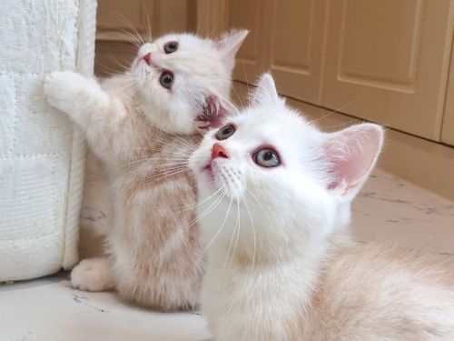 李喜猫