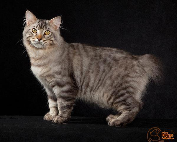 美国短尾猫美国短尾猫价格美国短尾猫介绍