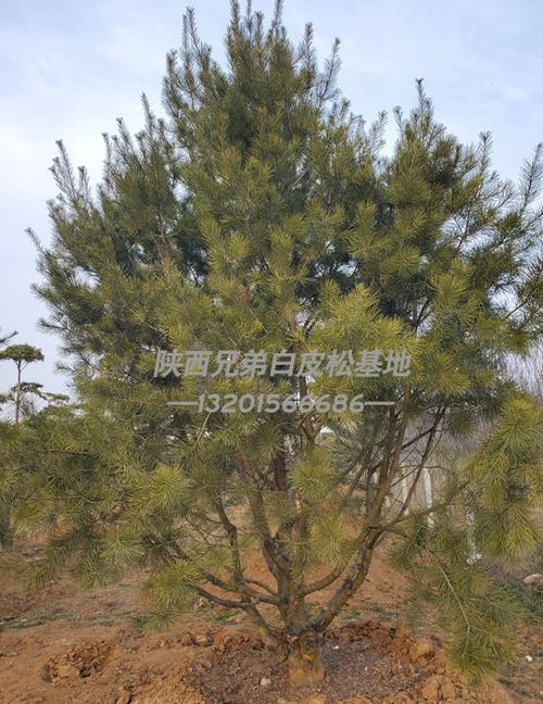 【白皮松造型树图片】造型白皮松