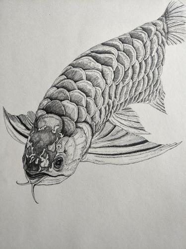 深海龙鱼简笔画素描