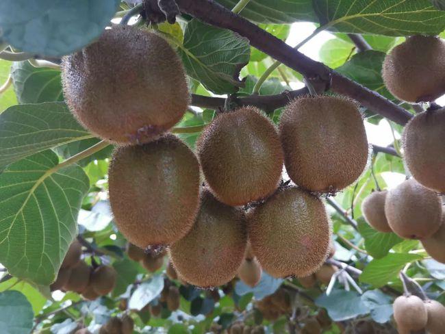 超甜猕猴桃礼盒装来袭好评如潮陕西眉县果农自种猕猴桃诚邀您的支持