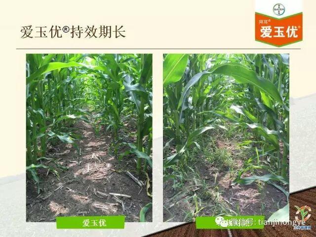 玉米封闭,拱土,三叶前都能的除草剂---德国拜耳爱玉优