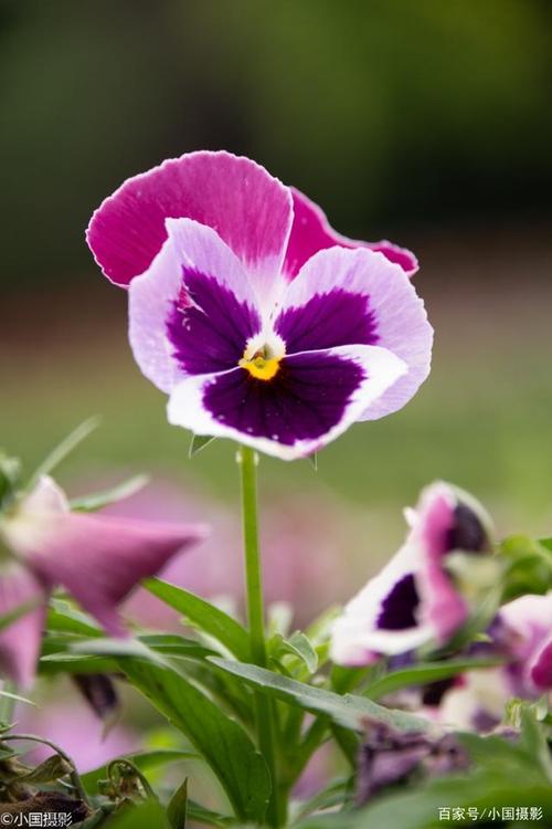 花卉摄影:三色堇,三色渐变清晰自然,形似猫脸赛蝴蝶