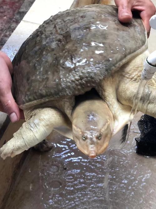 山东男子黄河钓起18斤"白色甲鱼",有人称甲鱼活了500年就变白