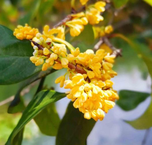 沁人心脾的桂花,图片大全,高清,图库-回车桌面