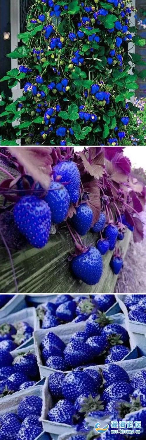 蓝色草莓,你吃过吗?反正我是还没吃过!