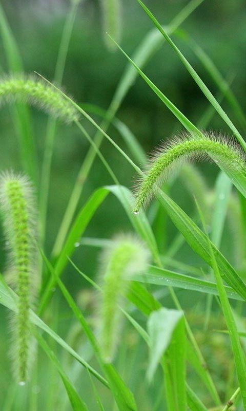 狗尾巴草的花语暗恋