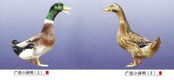 图为公鸭(左)和母鸭(右)
