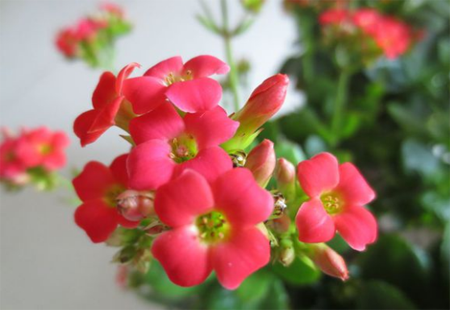 长寿花图片大全,常见品种的长寿花图片