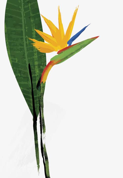 动植物元素 植物 > 矢量天堂鸟  收藏 花卉,天堂鸟,手绘,png素材,png