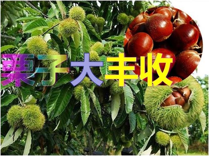 栗子大丰收