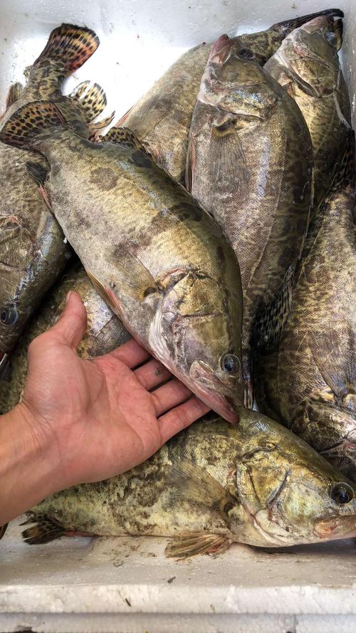 水产每日海鲜品种价格表 写美篇 野生大白刺虾85/斤,规格13只左右一斤