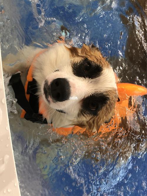 小鲨鱼00_鲨鱼_柯基_宠物_狗