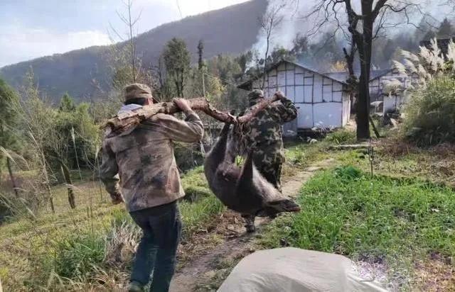 虽然找了一支岗位猎捕队,可是却花了2天多时间才抓到8头山猪,此