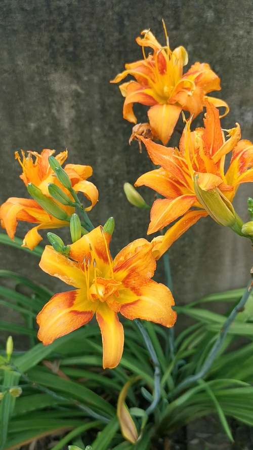 原创黄花菜和大花萱草傻傻分不清楚?学会这几招,教你轻松辨认!