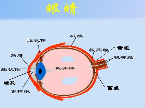 4-1人眼的光学系统ppt