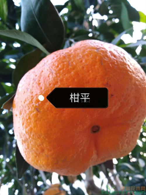 柑平柑橘_小苗批发 - 浙江省叶宏伟苗木基地