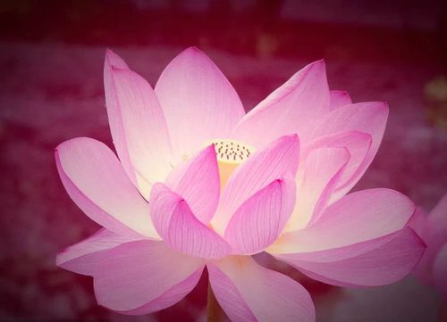 莲花 佛教把莲花看成圣洁之花,以莲喻佛,象征菩萨在生死烦恼中出生