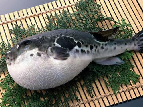 巴西11人吃河豚中毒瘫痪来看如何正确吃河豚