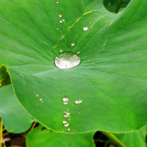夏雨荷叶露珠靓