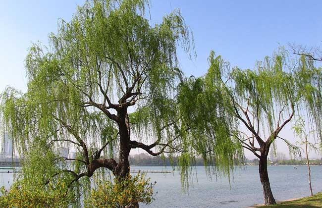 吹面不寒杨柳风的意思