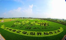 城头山稻田彩绘