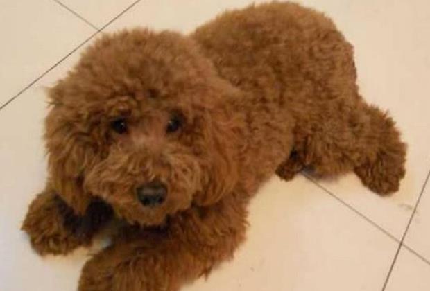 女孩嫌弃泰迪丑送给同事,2个月后又见到,惊呼后悔直接抢回家!