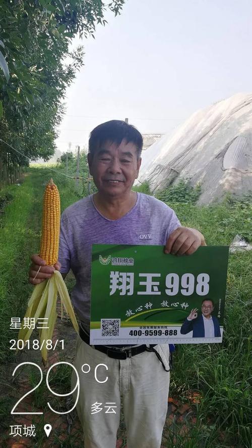 吉林省鸿翔种业黄淮海最新国审翔玉998～聚焦黄淮,走向未来