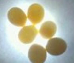 虎皮鹦鹉白蛋如图:光照的情况下是透明的,里面没有黑点.