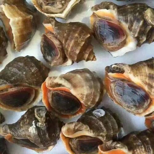 海螺