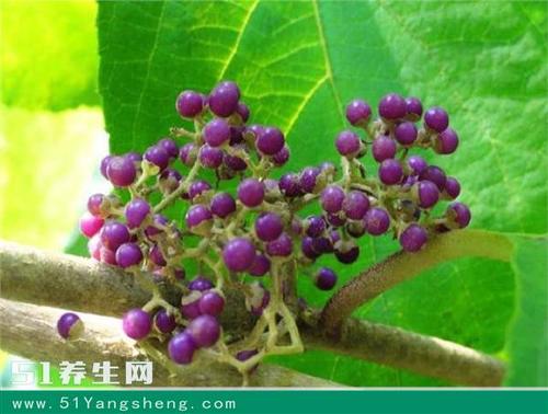 山里这种紫色野生物,不止是外表好看,要重视它,民间称:老鸦糊