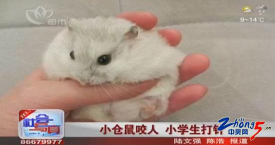 小仓鼠咬人 小学生打针