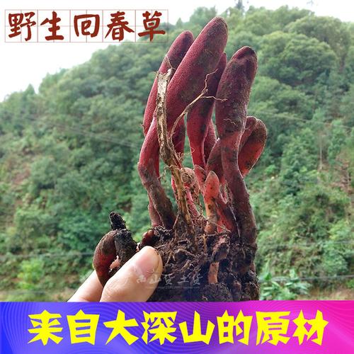 顶天柱草苁蓉硬劲草男姓持久滋补泡酒料不老草 500g 广西野生回春草