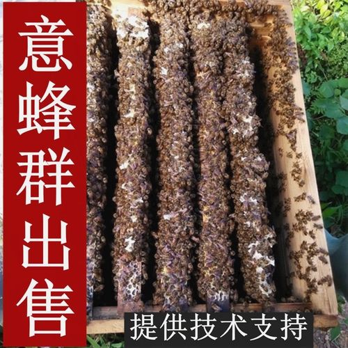 出售意蜂蜂群2斤低价包邮笼蜂活体群蜜蜂授粉补群繁殖蜂种产卵王
