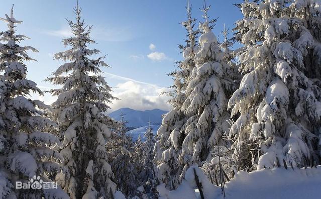 雪松产于亚洲西部,喜马拉雅山西部和非洲,地中海沿岸.