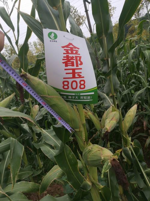 丰乐种业重点推广的特大穗玉米品种一一金都玉808