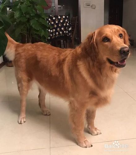 金毛犬真菌皮肤病怎么治疗?用什么药?