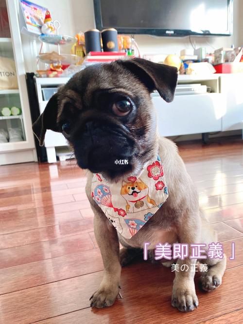 巴哥表情包09_表情包_小朋友_围兜_巴哥犬_素材