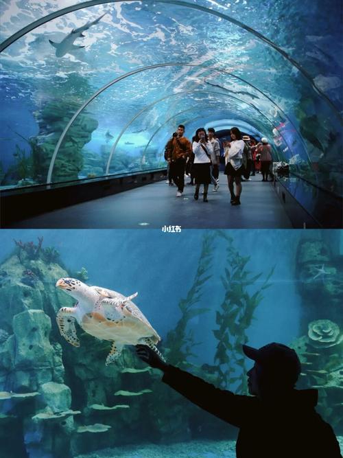 福建亲子乐园|泉州欧乐堡海洋王国乐园攻略_亲子_旅行
