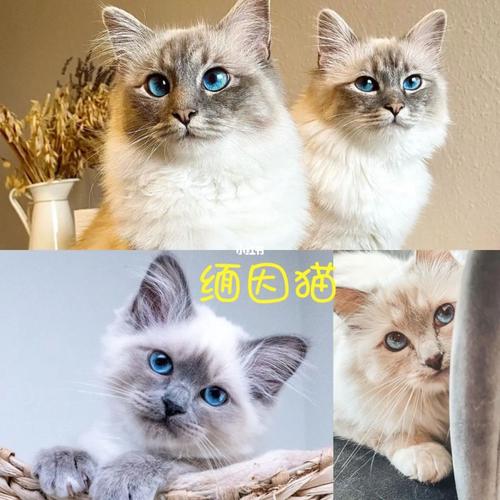 十种最适合家养的猫(受欢迎的猫)_波斯猫_暹罗猫_缅因