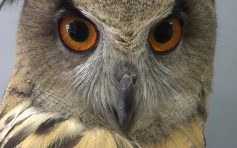 近距离观察猫头鹰yoll雕鸮的声音