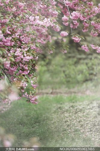 影楼背景 > 素材信息         绿叶与粉红色的花主题摄影背景图片