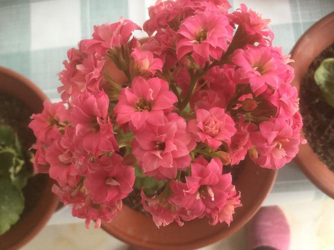 我养的长寿花品种记载