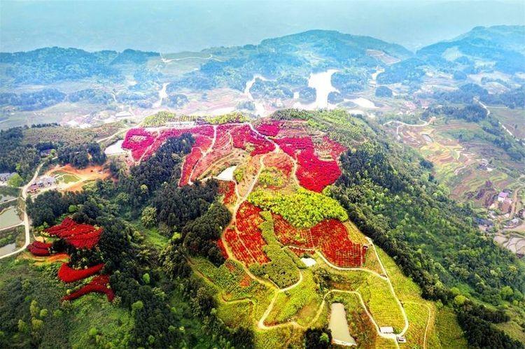 重庆巴南:春风拂过松木嘴,漫山红枫似彩霞