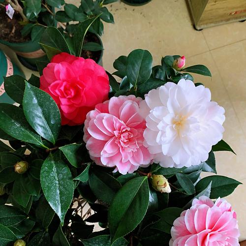 茶花品种(茶花品种欣赏)