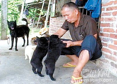 六只狗仔齐无尾