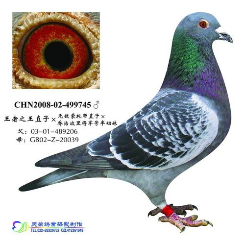 天津精英鸽舍