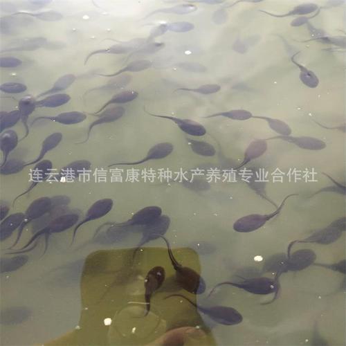 中华大蟾蜍品种的蟾蜍幼苗蟾蜍癞蛤蟆赖格宝疥蛤蟆蝌蚪