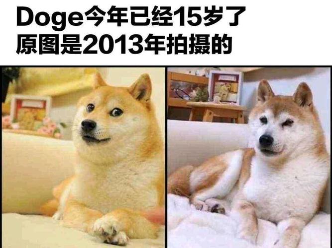 狗头表情的狗已经十五岁了